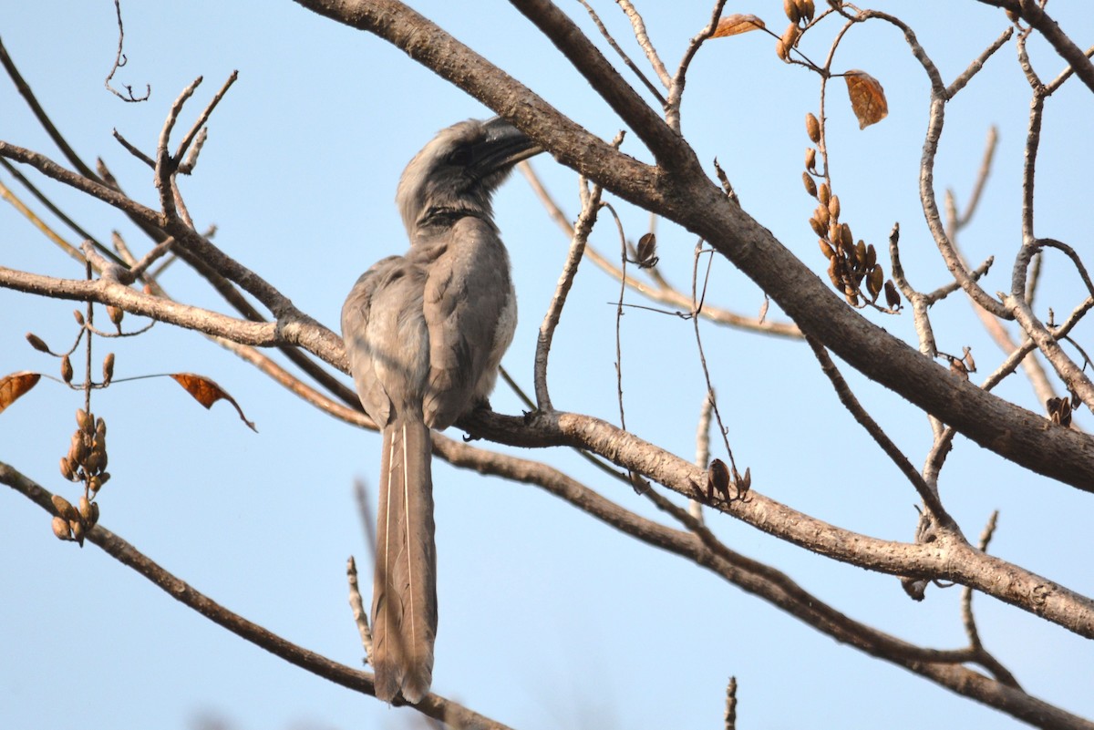 Indian Gray Hornbill - ML615844659