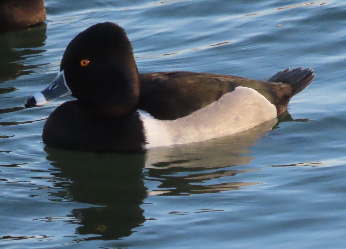 Ring-necked Duck - ML615845204