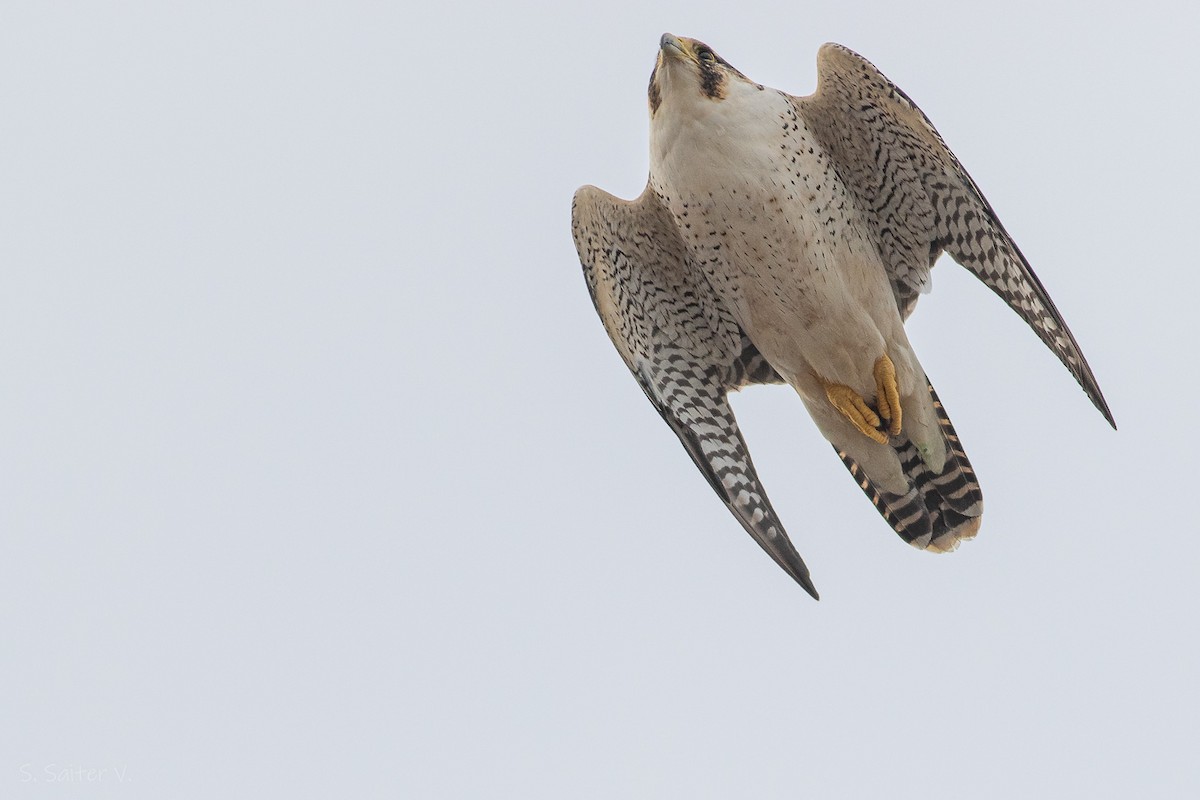 Peregrine Falcon (South American) - ML615845267