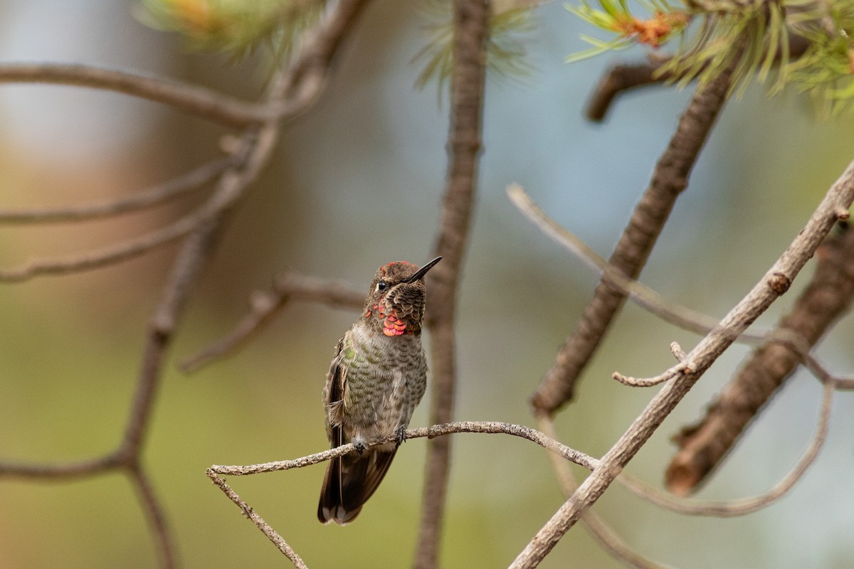 Anna's Hummingbird - ML615845295