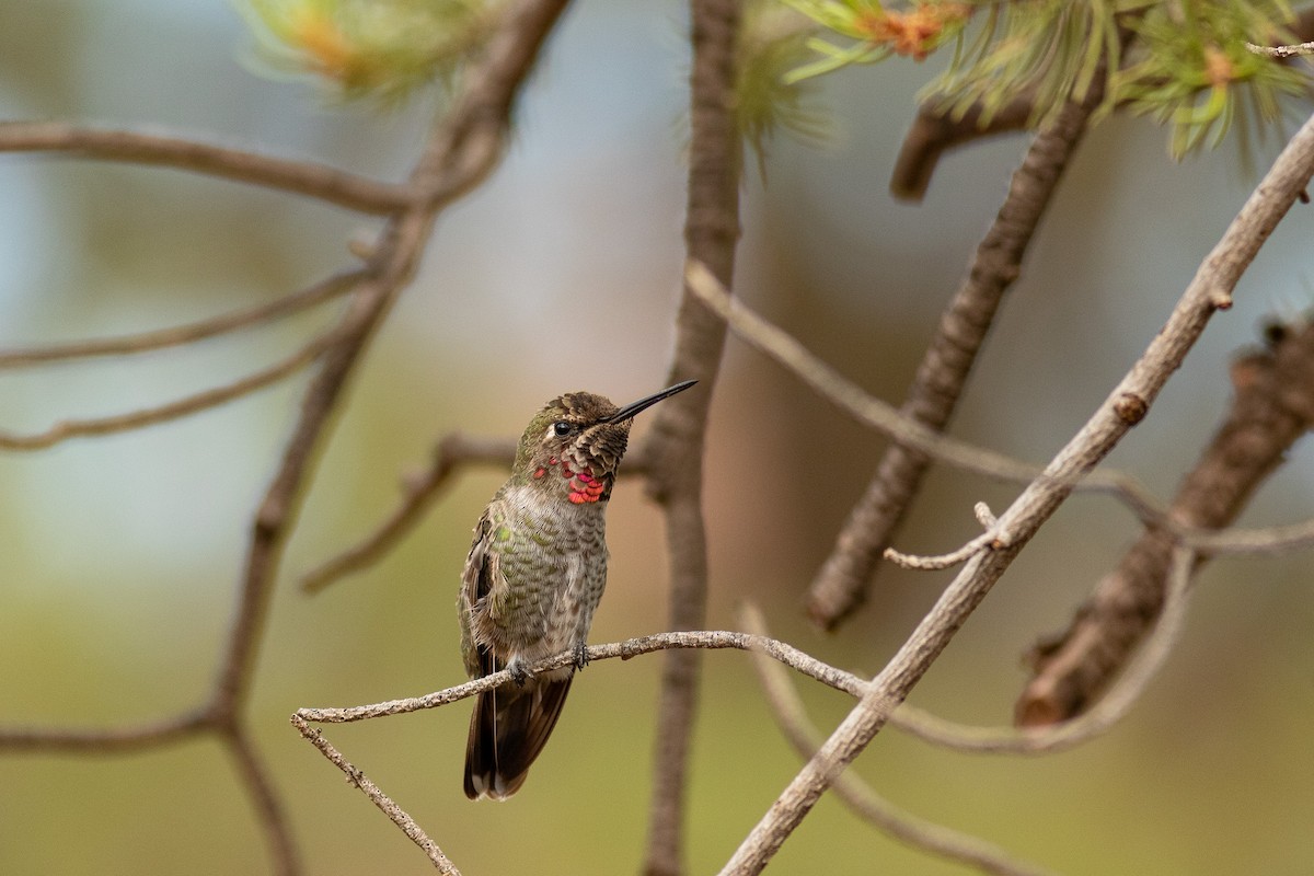 Anna's Hummingbird - ML615845296