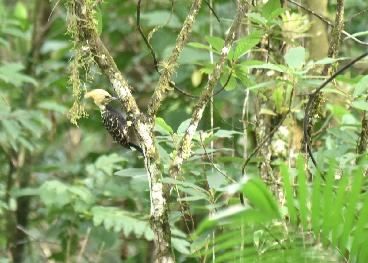 Blond-crested Woodpecker - ML615845300