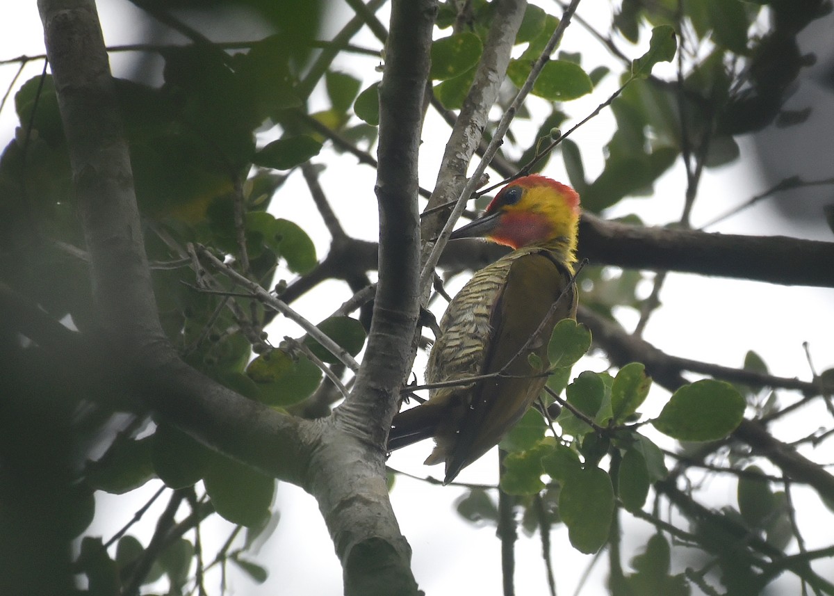 Yellow-throated Woodpecker - Luiz Moschini