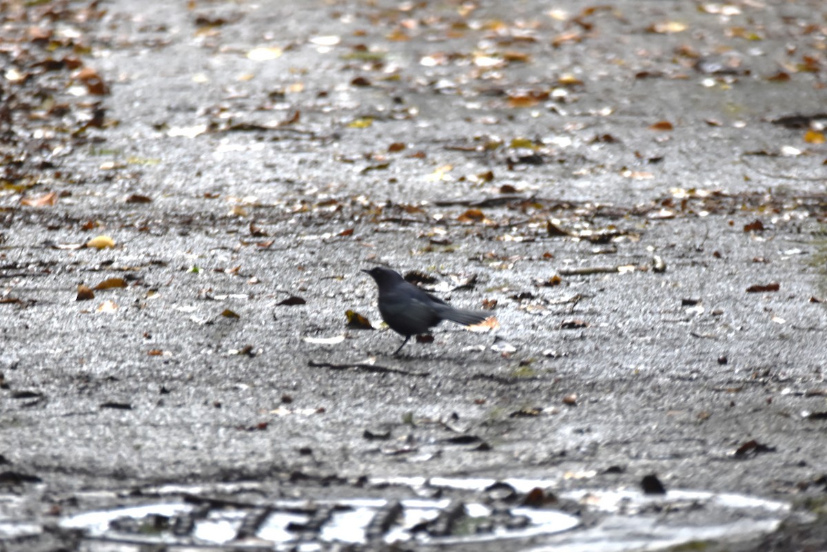 Black Catbird - irina shulgina