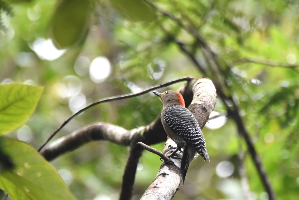 Yucatan Woodpecker - irina shulgina