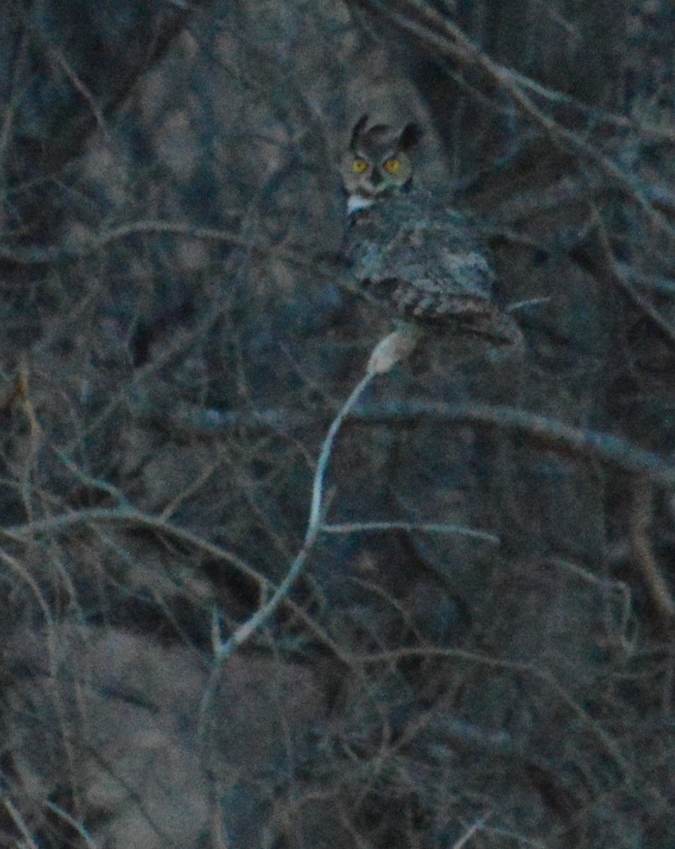 Great Horned Owl - ML615845504