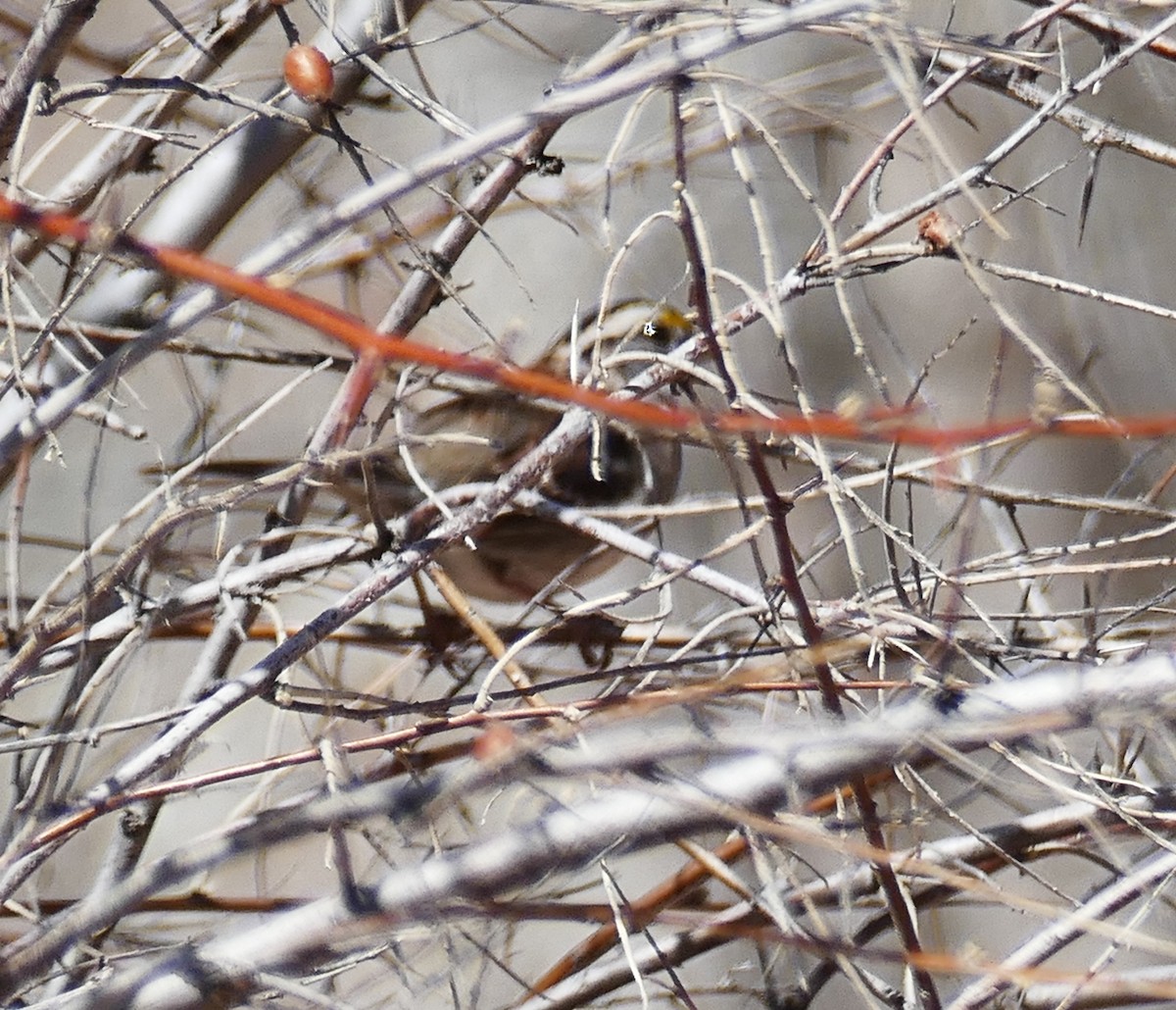 White-throated Sparrow - Wendy McCrady