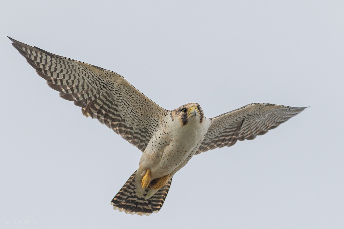 Peregrine Falcon (South American) - ML615845548