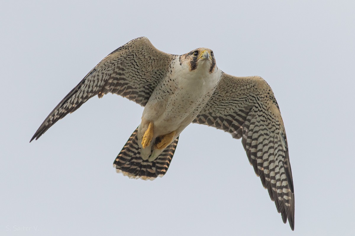 Peregrine Falcon (South American) - ML615845551