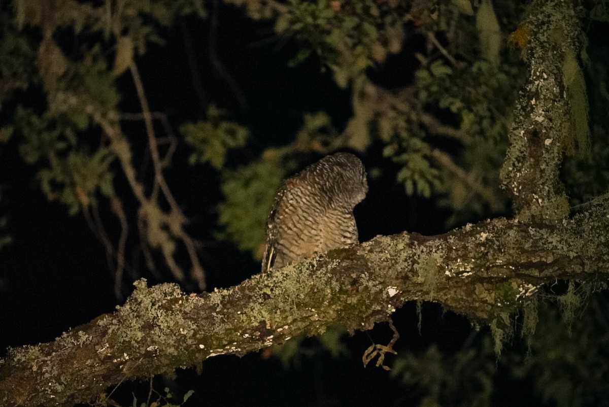 Rufous-legged Owl - ML615845622