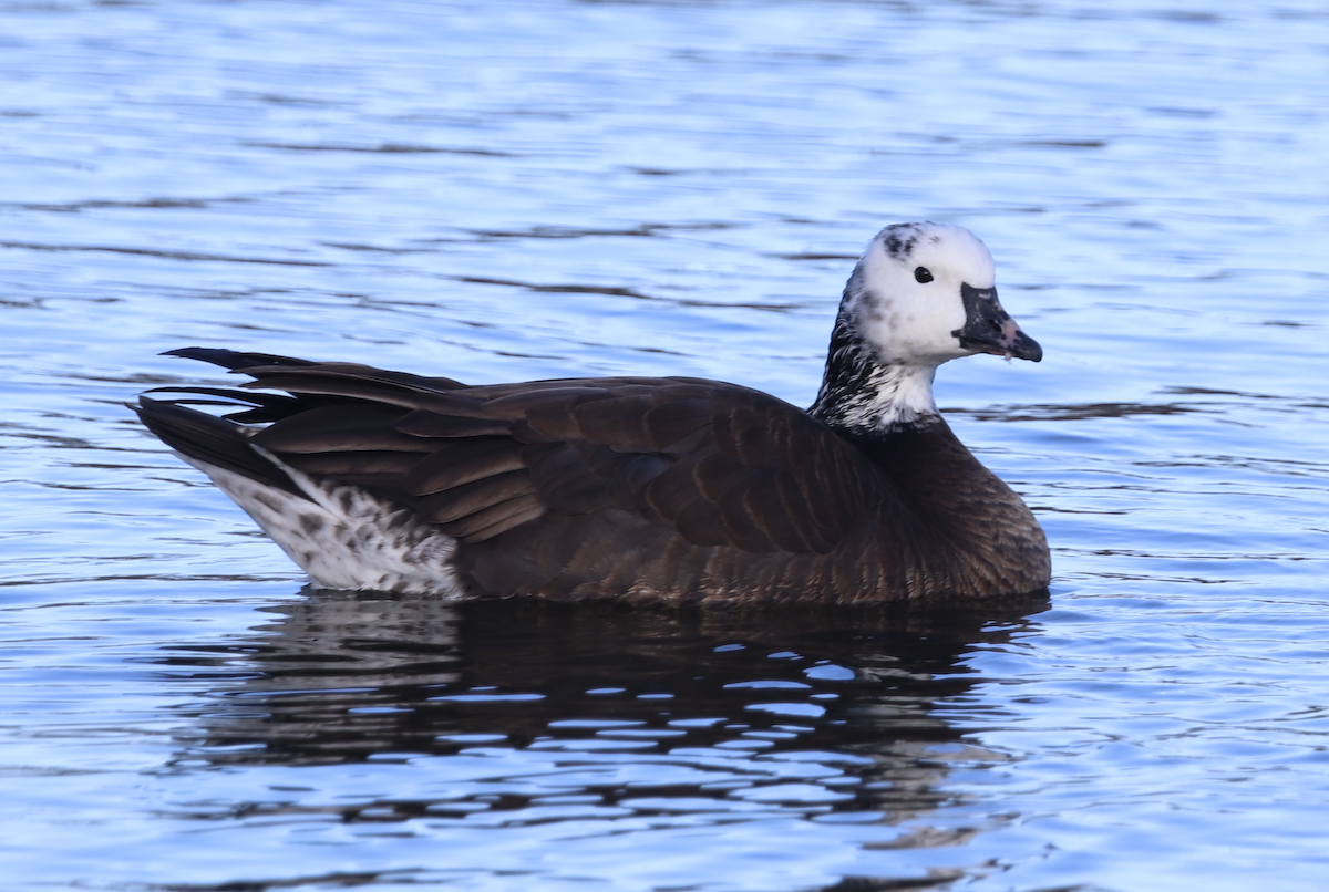 Snow x Cackling Goose (hybrid) - ML615846129