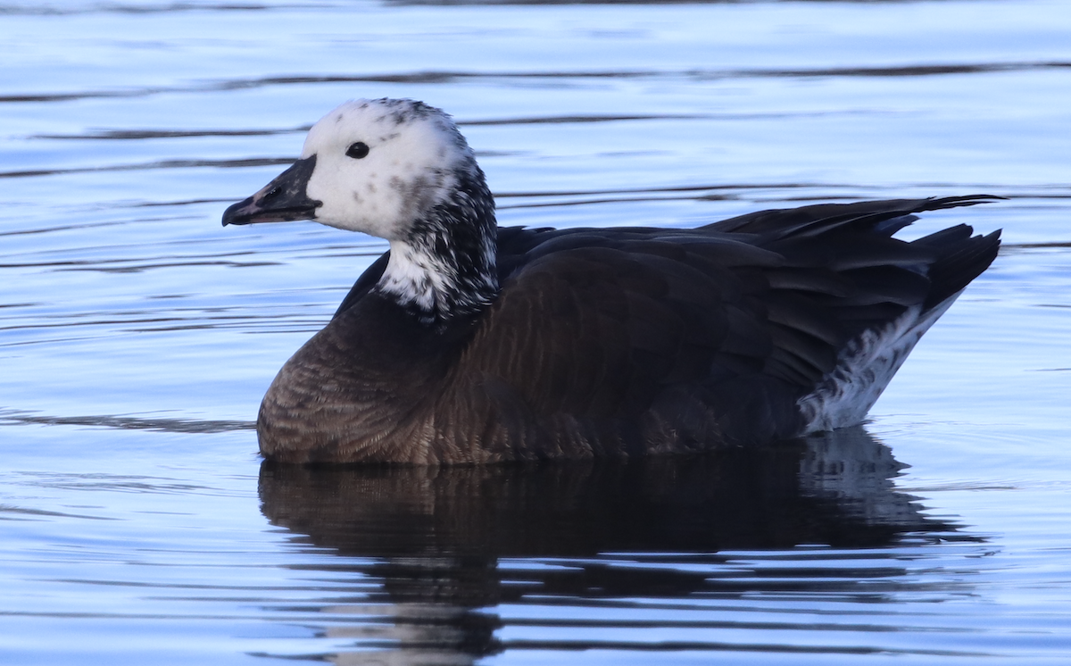Snow x Cackling Goose (hybrid) - ML615846131