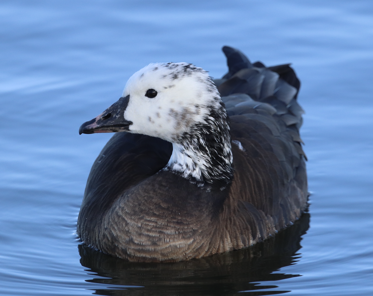 Snow x Cackling Goose (hybrid) - ML615846133