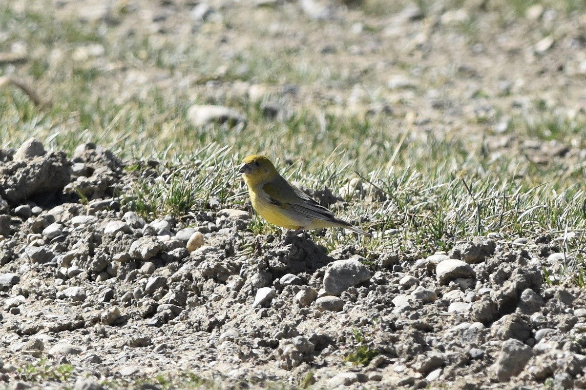 Patagonian Yellow-Finch - ML615846267