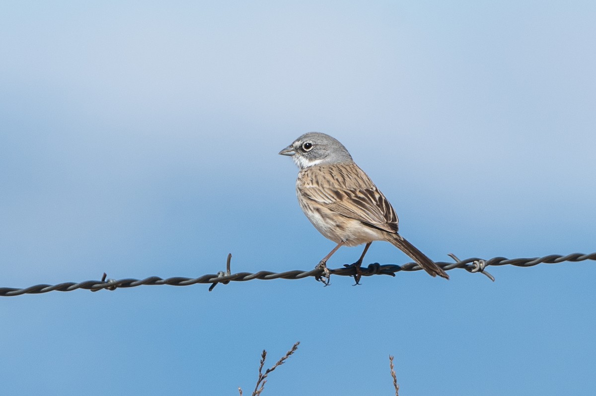 Sagebrush Sparrow - ML615846384
