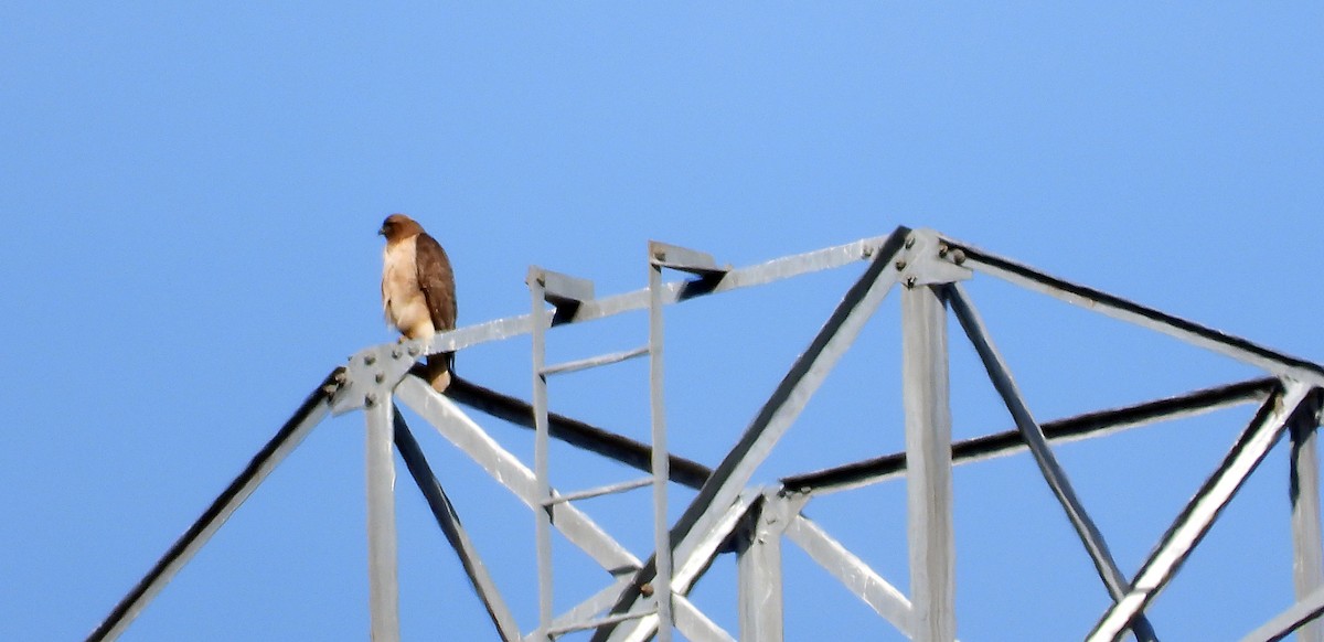 Red-tailed Hawk - ML615846473