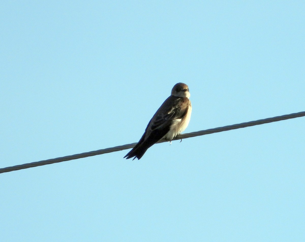 Northern Rough-winged Swallow - ML615846479