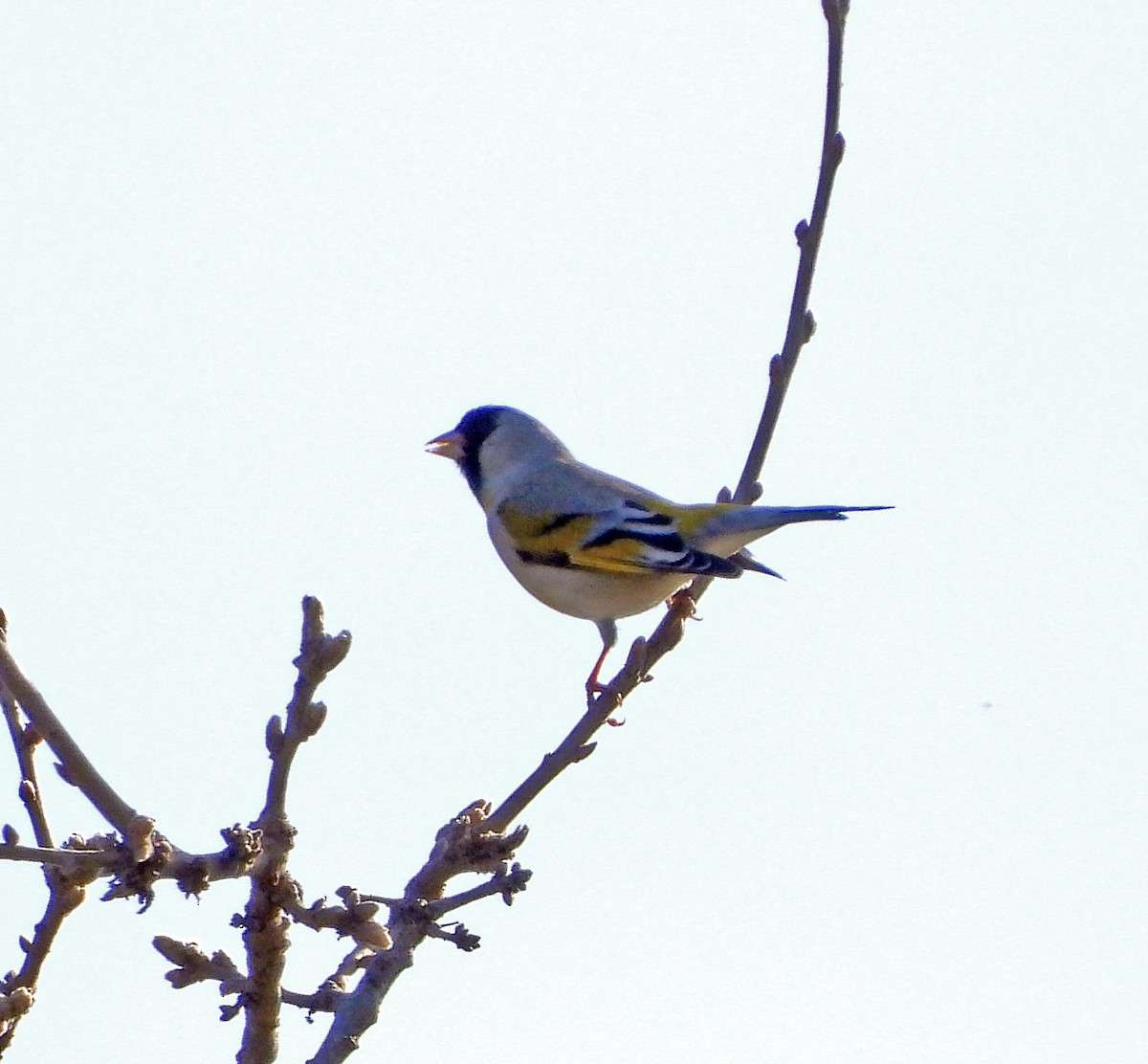 Lawrence's Goldfinch - ML615846499