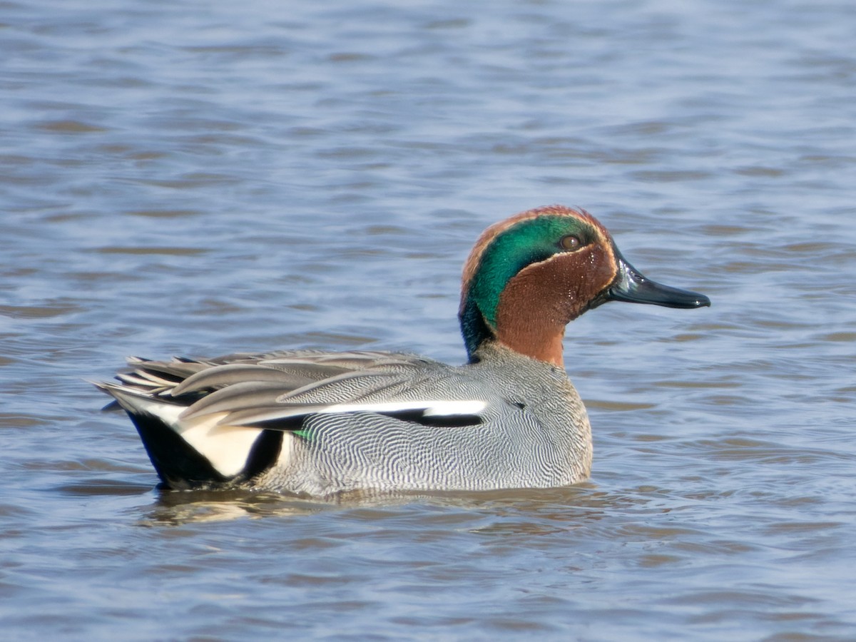 Green-winged Teal - ML615846569