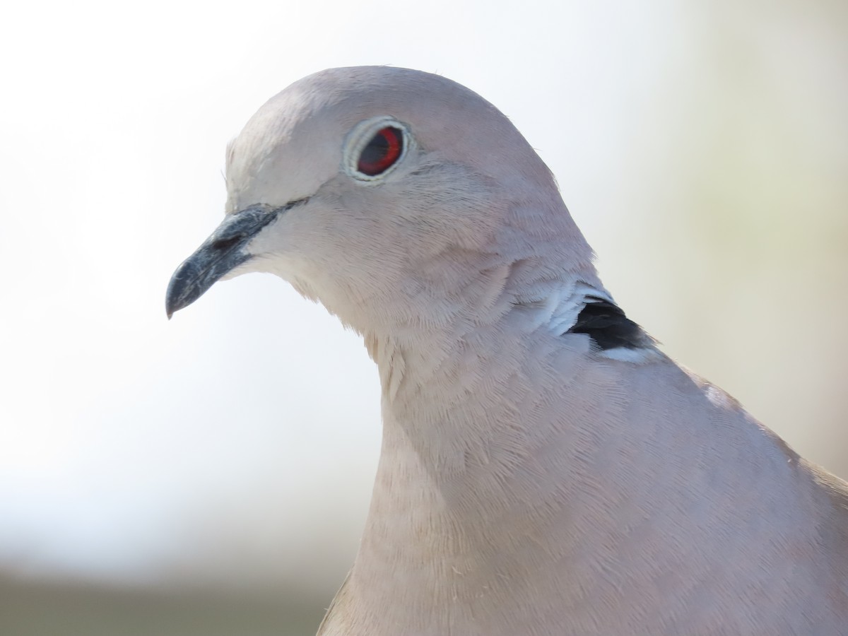Eurasian Collared-Dove - ML615846641