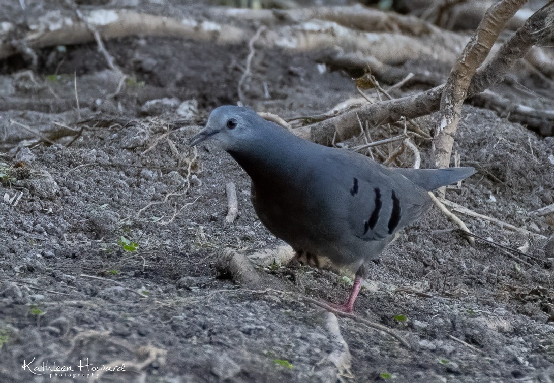 Maroon-chested Ground Dove - ML615846683