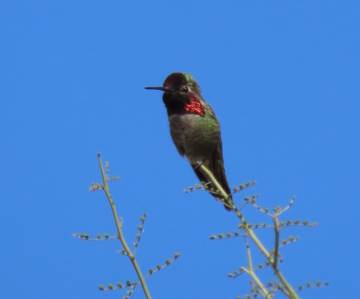 Anna's Hummingbird - ML615846725