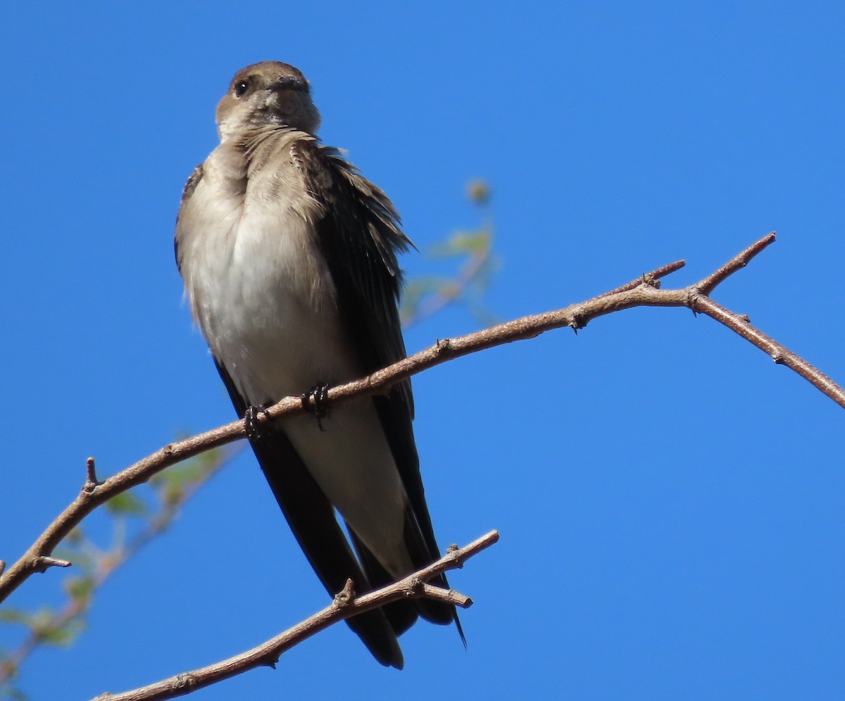 Northern Rough-winged Swallow - ML615846795