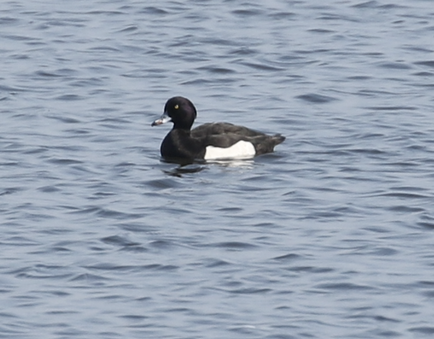 Tufted Duck - ML615846837