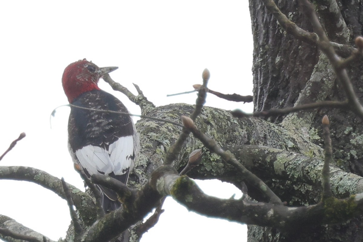 Red-headed Woodpecker - ML615846946