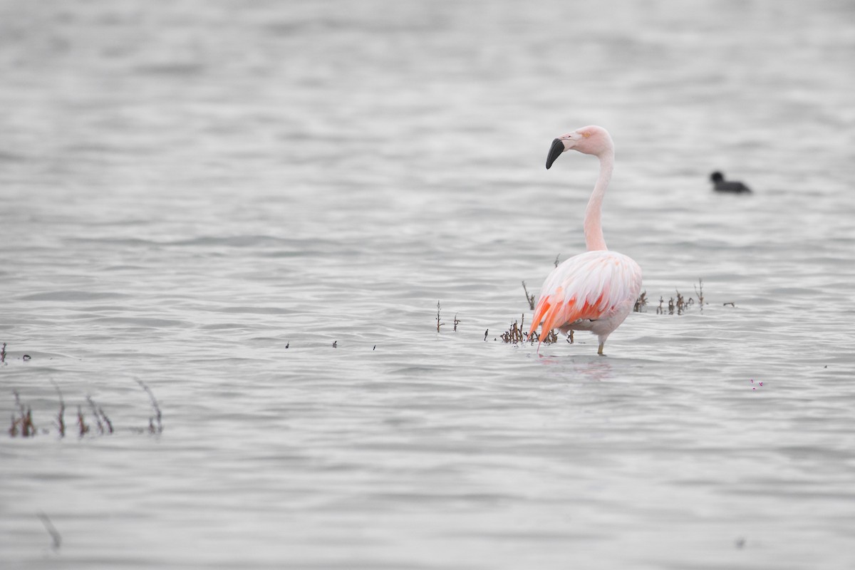 Chilean Flamingo - ML615847065