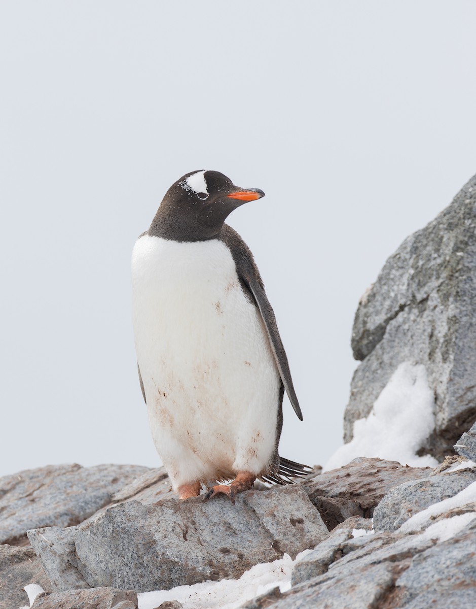 Gentoo Penguin - ML615847068