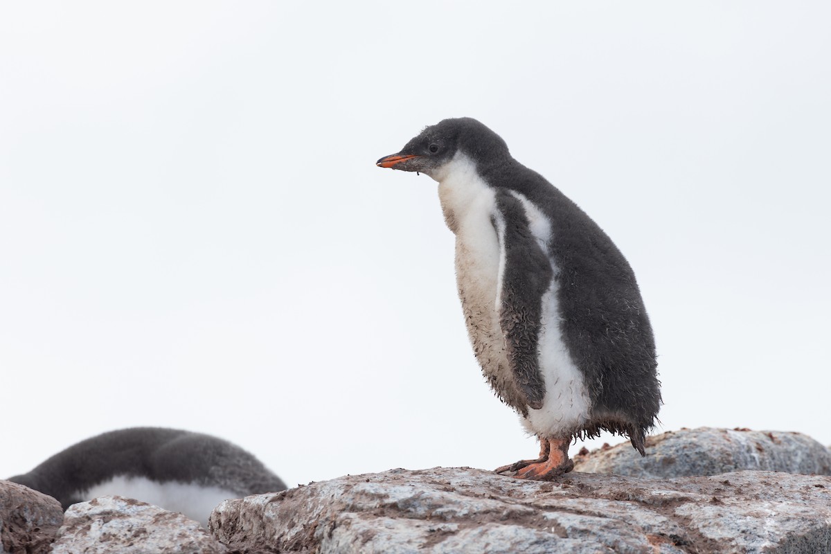 Gentoo Penguin - ML615847069