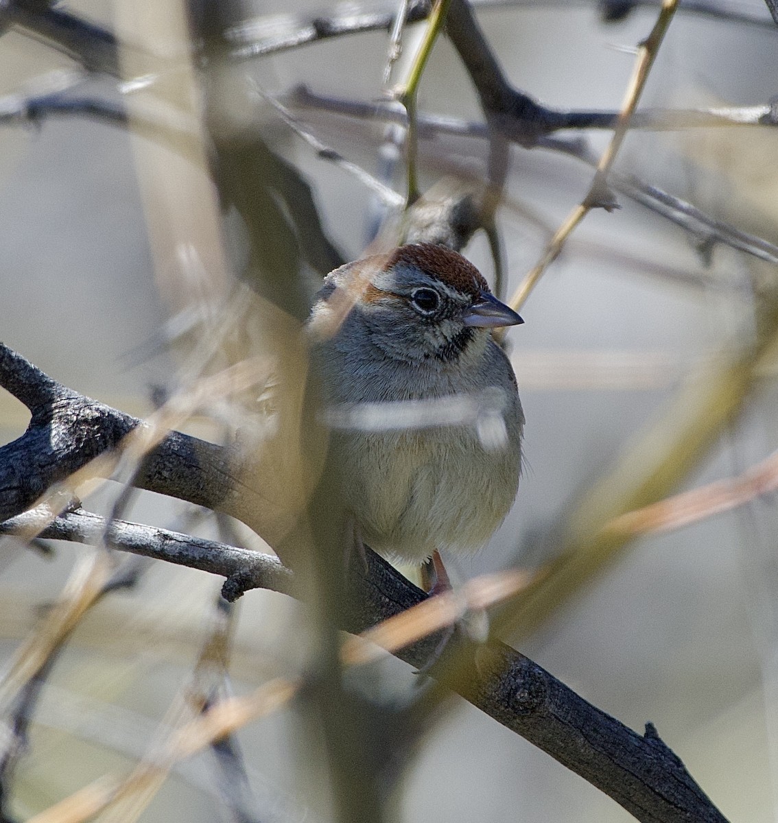 Rufous-crowned Sparrow - ML615847098