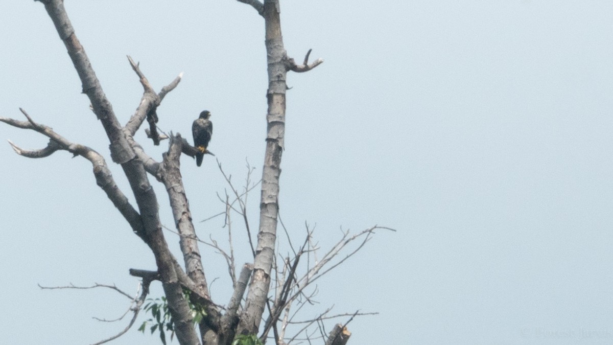 Peregrine Falcon - Forest Botial-Jarvis