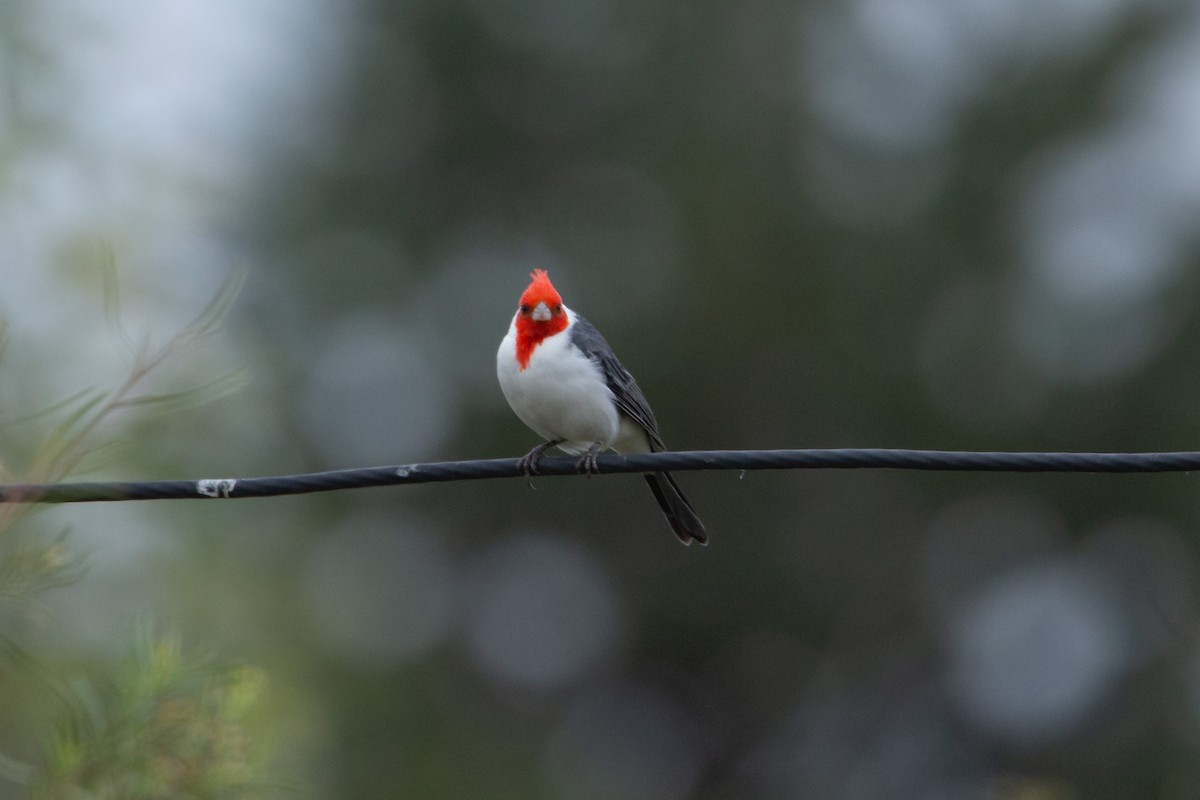 Red-crested Cardinal - ML615847157