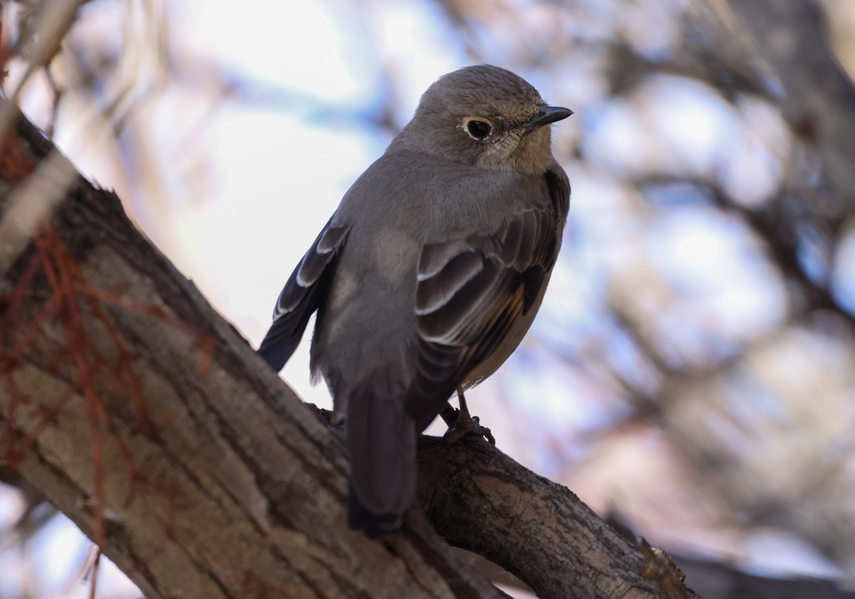 Townsend's Solitaire - ML615847286