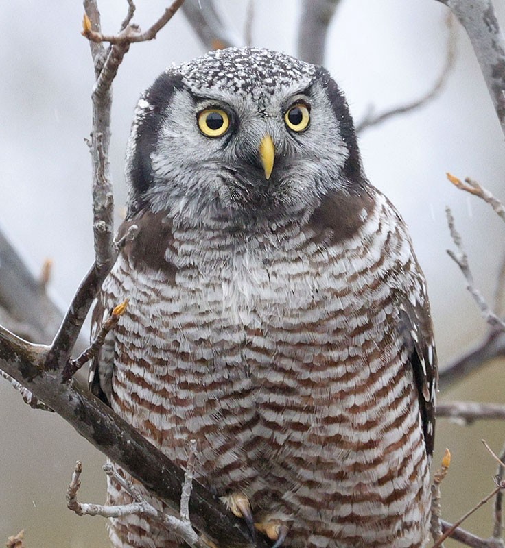 Northern Hawk Owl - ML615847590