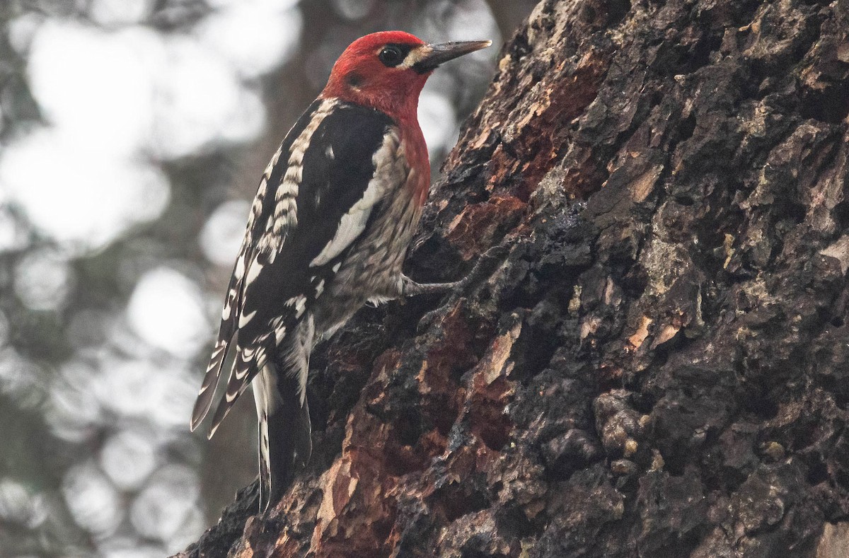 Red-breasted Sapsucker - ML615847648