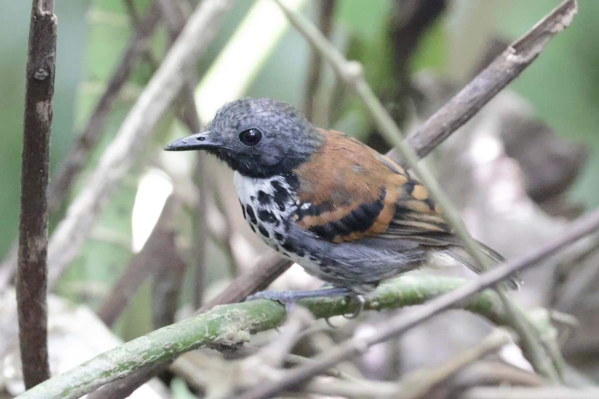 Spotted Antbird - ML615847811