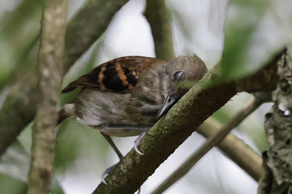 Spotted Antbird - ML615847812