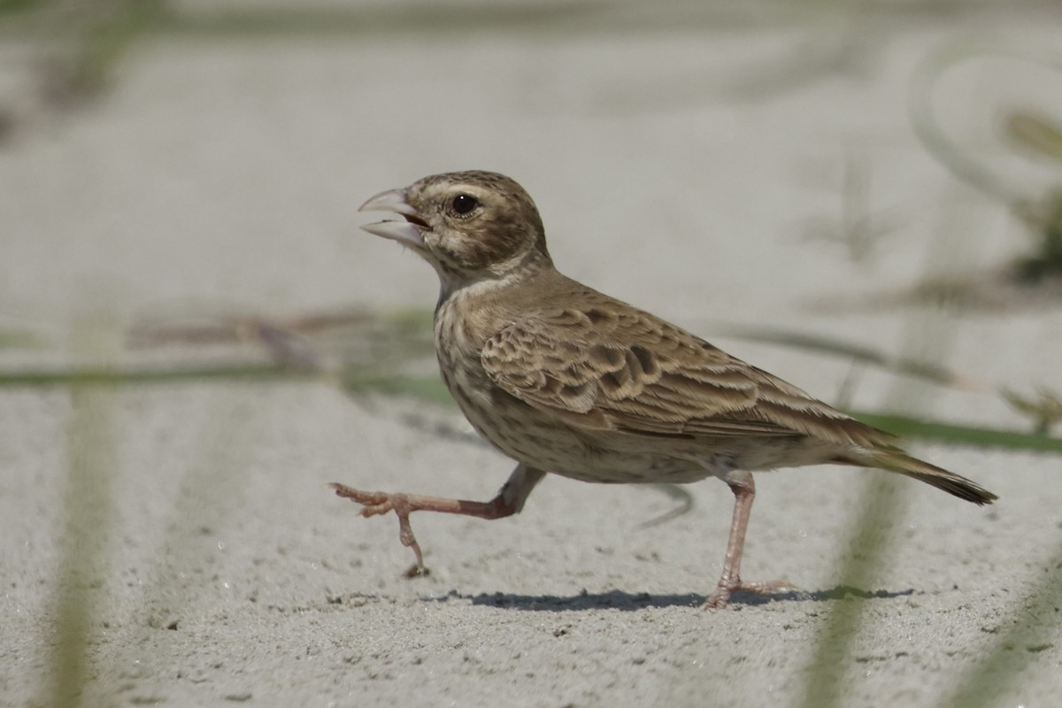 Ashy-crowned Sparrow-Lark - ML615847824