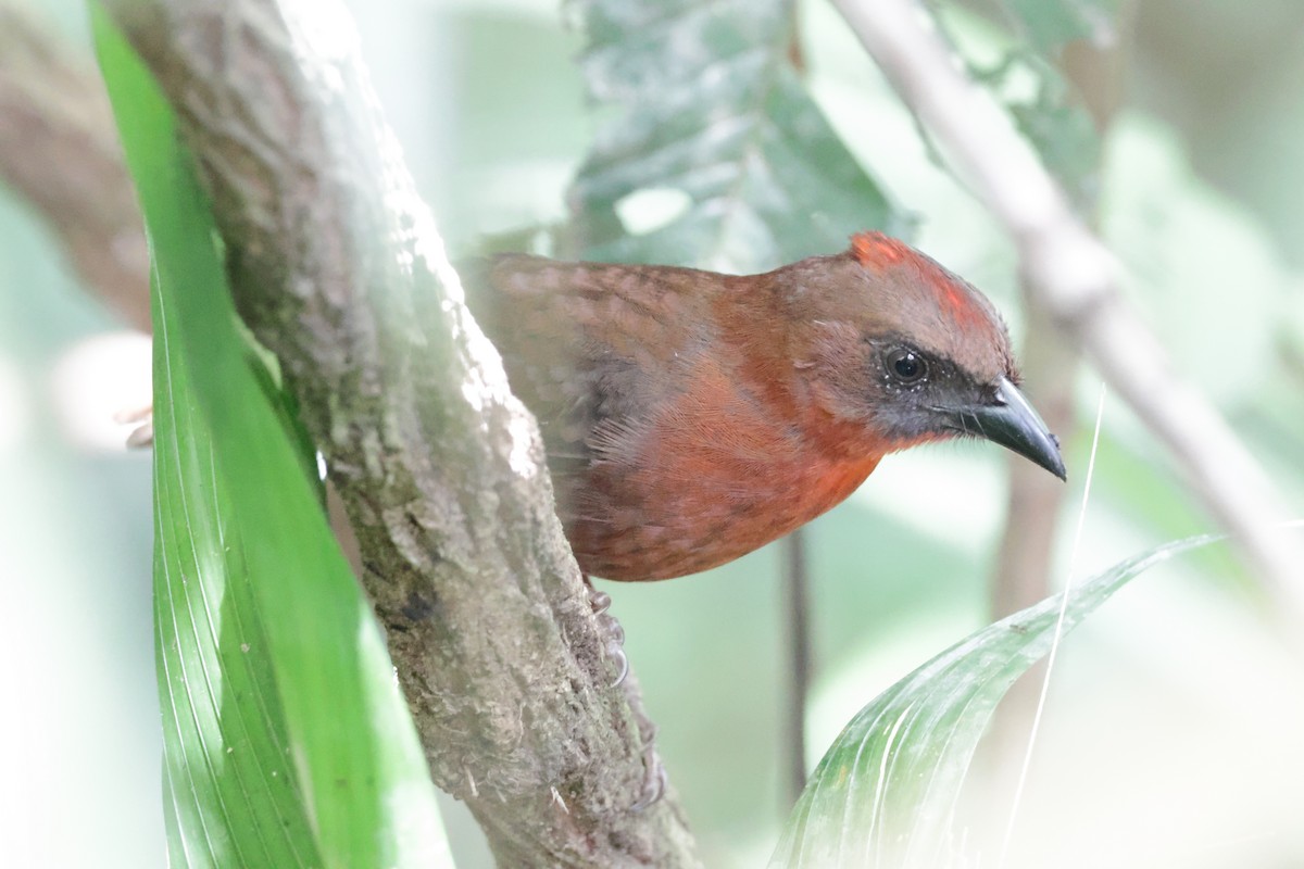 Red-throated Ant-Tanager - ML615847845