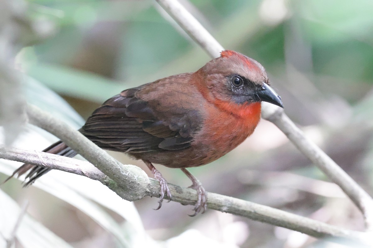 Red-throated Ant-Tanager - ML615847846