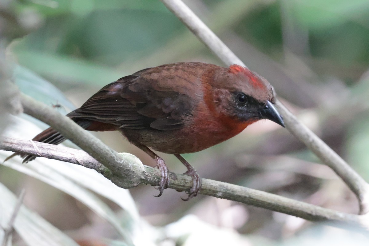 Red-throated Ant-Tanager - ML615847847