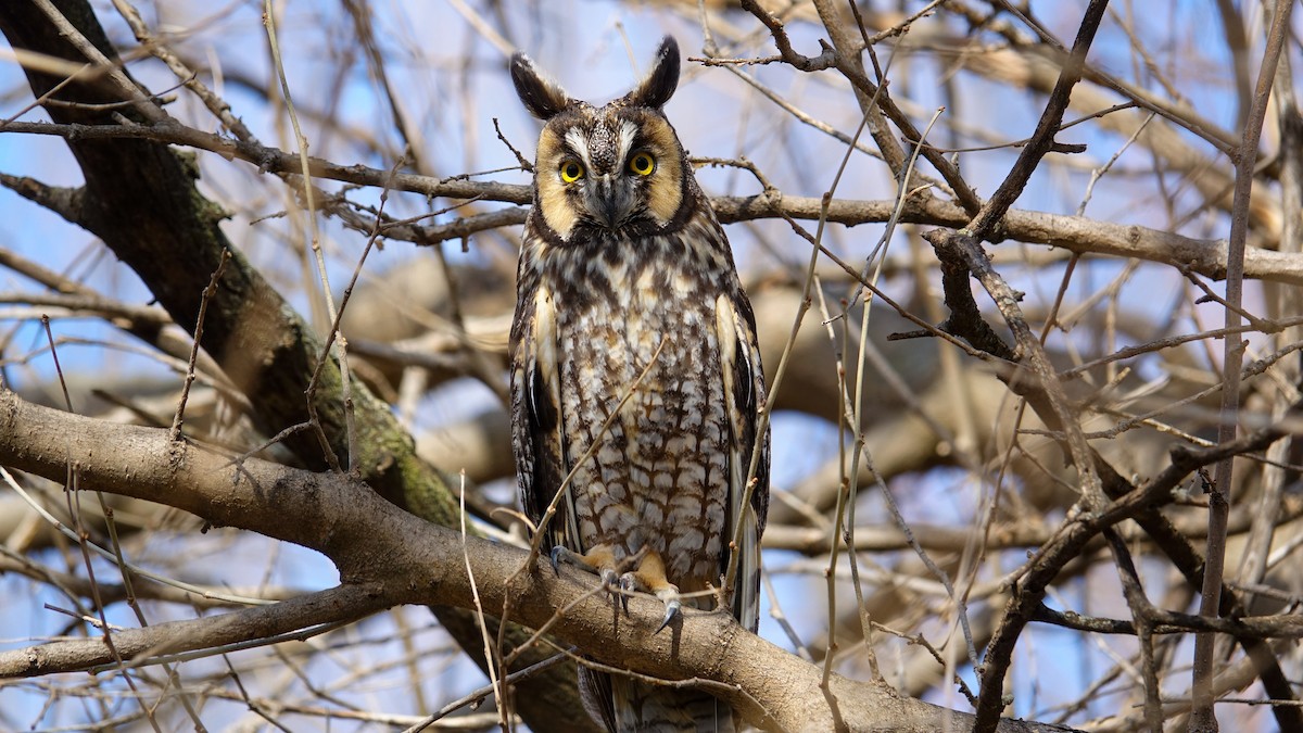 Long-eared Owl - ML615847856