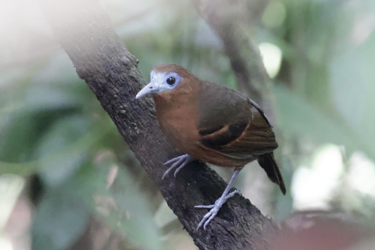 Bare-crowned Antbird - ML615847857