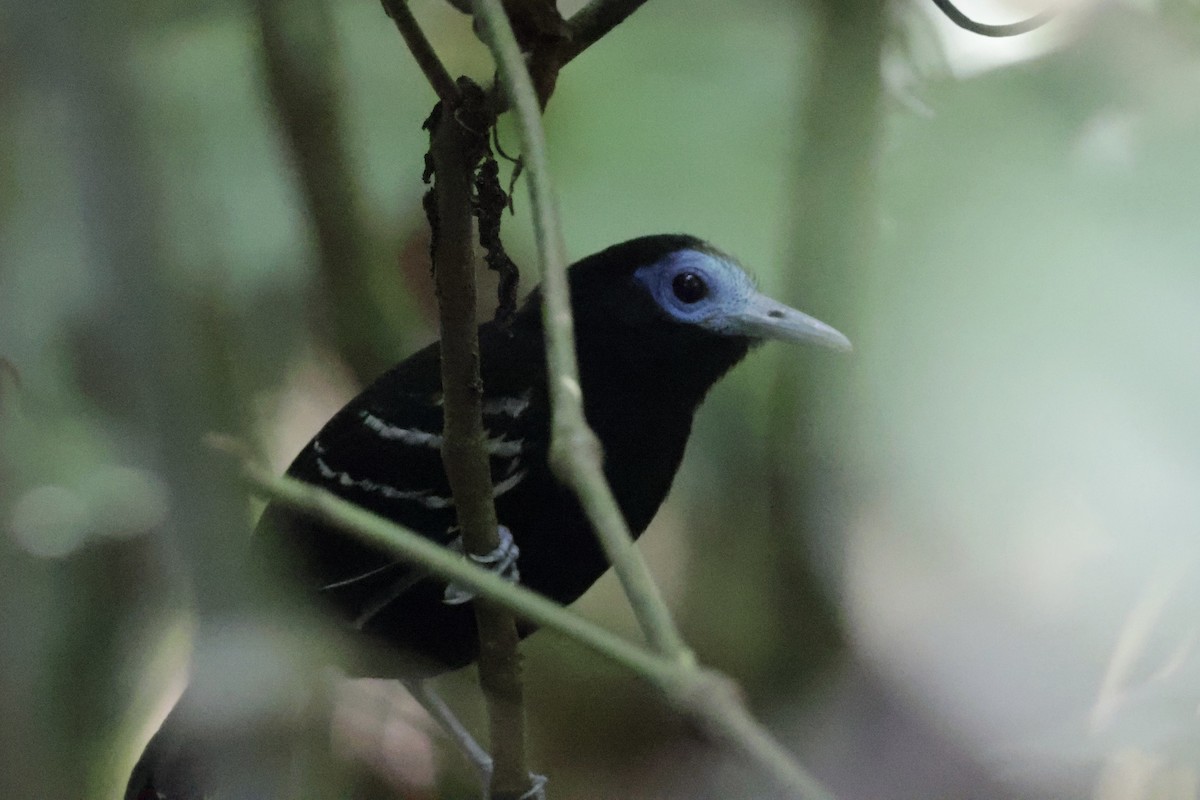 Bare-crowned Antbird - ML615847858