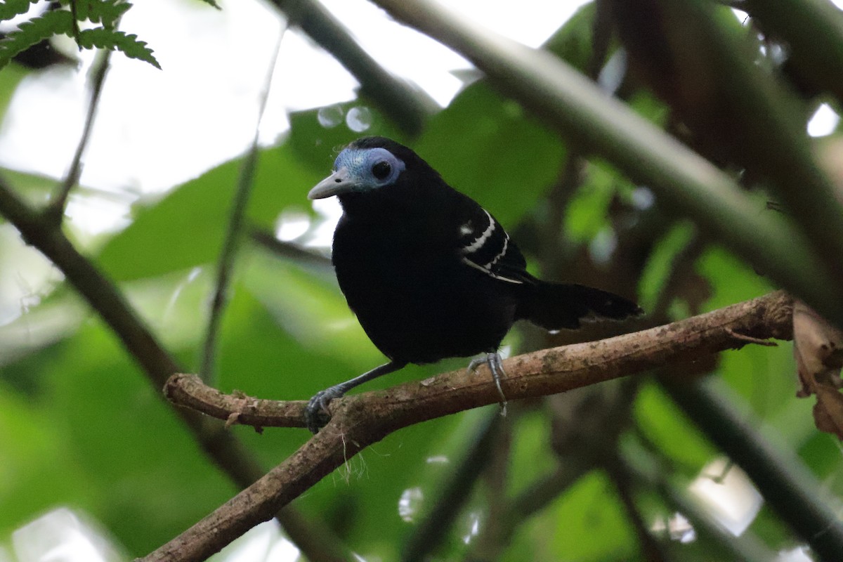 Bare-crowned Antbird - Nolan P Walker