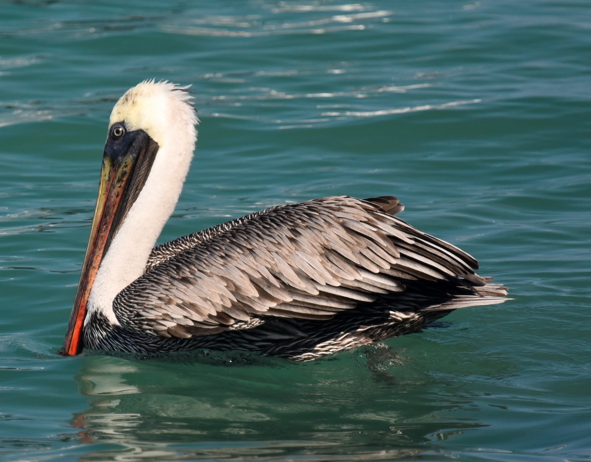 pelikán hnědý - ML615847902