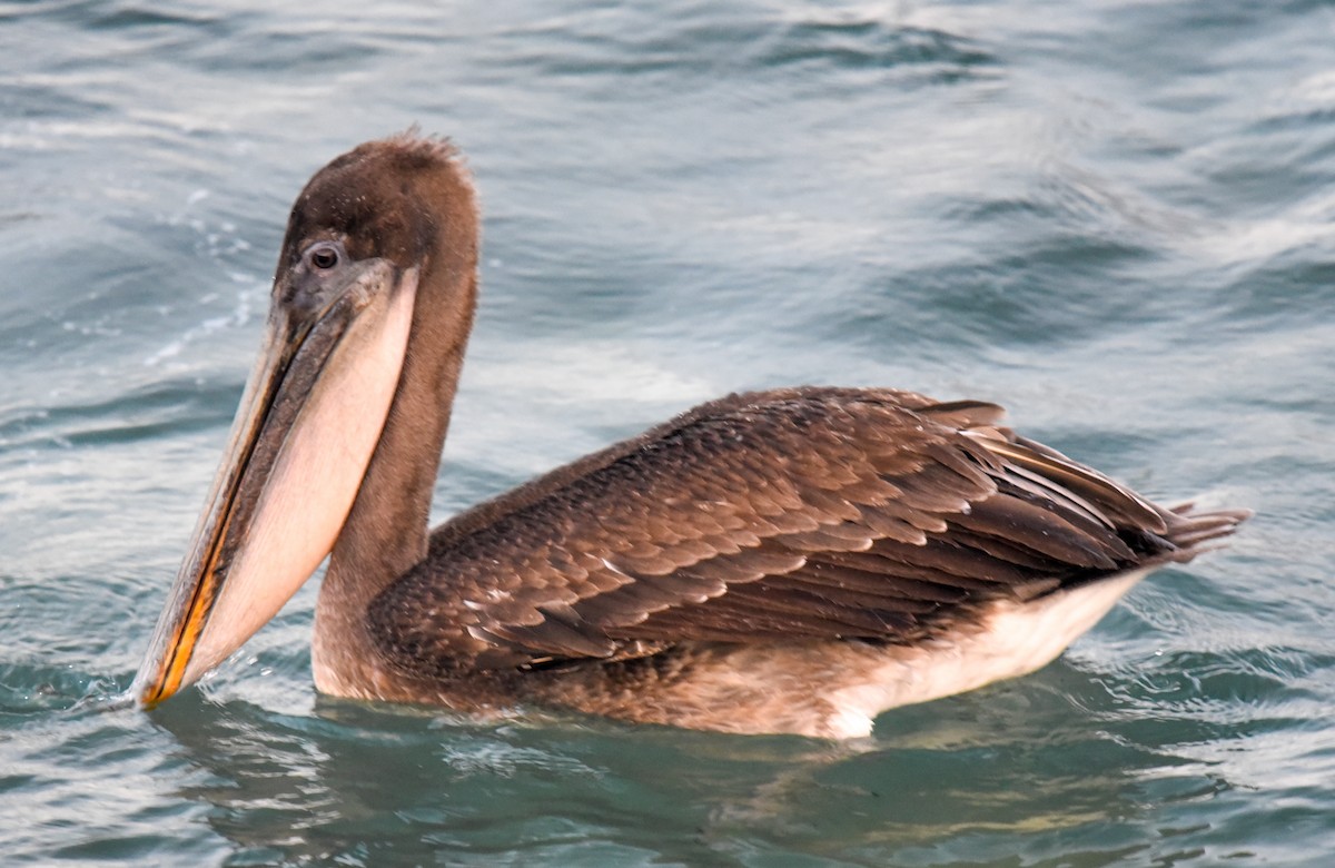 pelikán hnědý - ML615847904